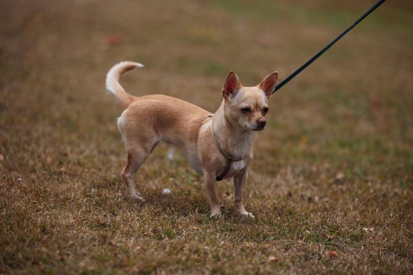 Steigern Smart-Home-Technologien den Verkaufswert von Immobilien?